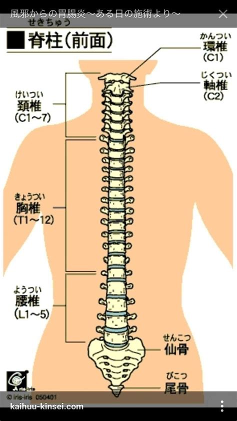 腰椎 英語|腰椎を英語で訳す